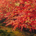 Burning Bush